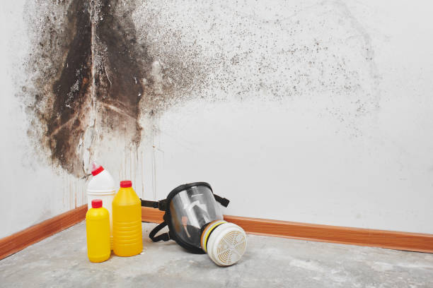 Best Attic Mold Removal  in Woodstock, GA