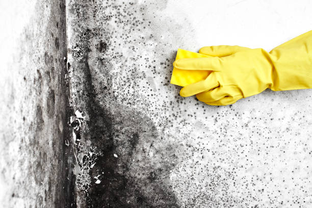 Best Mold Removal Company Near Me  in Woodstock, GA