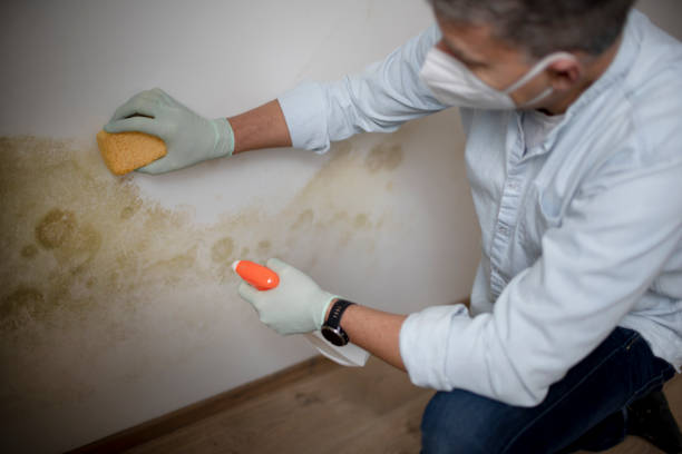 Best Residential Mold Removal  in Woodstock, GA