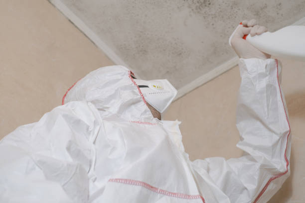 Reliable Woodstock, GA Mold Removal Solutions
