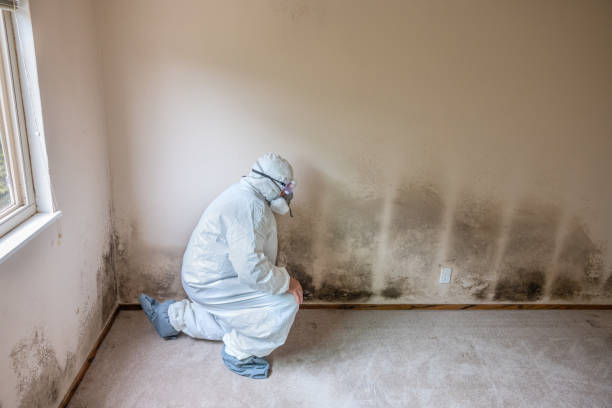 Best Certified Mold Removal  in Woodstock, GA