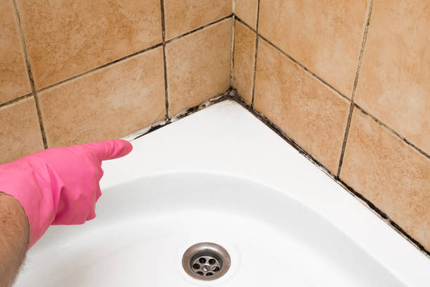 Best Fast Mold Removal  in Woodstock, GA